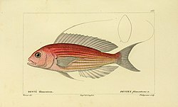 Histoire naturelle des poissons (10438502096).jpg