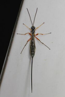 Ichneumon wasp - Rhyssella nitida, Woodbridge, Virginia - 8651716110.jpg