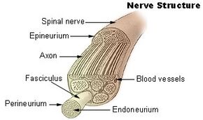 Illu nerve structure.jpg