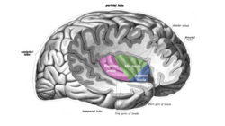 Insula structure.png