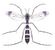 Isoneuromyia annandalei.jpg