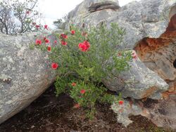 Kunzea baxteri habit.jpg