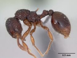 Lachnomyrmex fernandezi casent0173880 profile 1.jpg