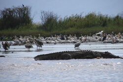 LakeChamoCrocodile.jpg