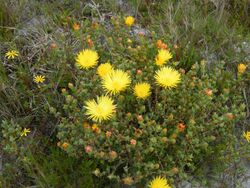 Lampranthus glaucus.jpg