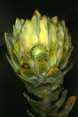 Leucadendron nervosum 1DS-II 3-5470.jpg