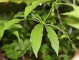 Lilium medeoloides leaves.JPG