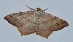 Macaria aequiferaria - Woody Angle Moth (15006031417).jpg