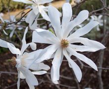Magnolia stellata RJB.jpg