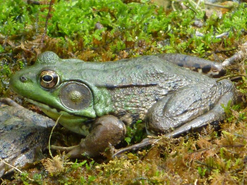 File:Male Green Frog - Hunterdon County, NJ.jpg