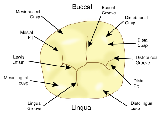 Mandibular 1st Molar.svg