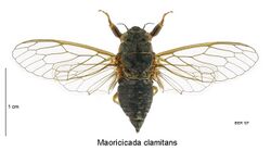 Maoricicada clamitans female.jpg