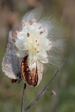 Milkweed-in-seed2.jpg