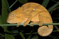 Mount Amber Globe-horned Chameleon imported from iNaturalist photo 185941759 on 21 April 2022.jpg