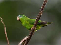 Nannopsittaca dachilleae - Amazonian Parrotlet; Rio Branco, Acre, Brazil.jpg
