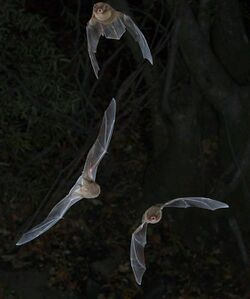 Natal long-fingered bats (Miniopterus natalensis) in flight (48966808522).jpg