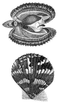 Natural History - Mollusca - Pecten.png
