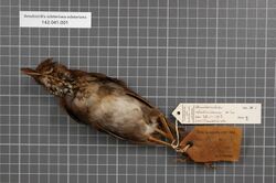 Naturalis Biodiversity Center - RMNH.AVES.146102 1 - Amalocichla sclateriana sclateriana De Vis, 1892 - Turdidae - bird skin specimen.jpeg