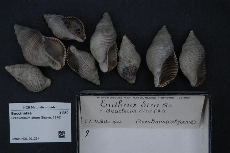 File:Naturalis Biodiversity Center - RMNH.MOL.201234 - Lirabuccinum dirum (Reeve, 1846) - Buccinidae - Mollusc shell.jpeg