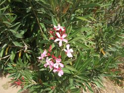 Nerium oleander Ouarzazate wild1.jpg