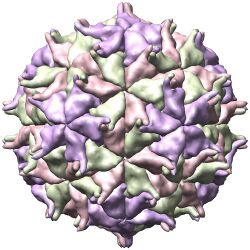 Nodamura Virus Structure.jpg