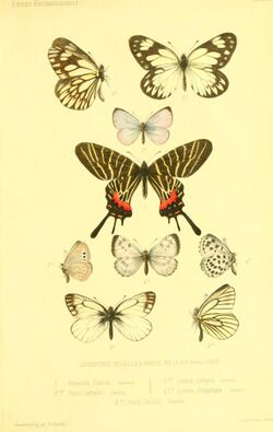 Oberthur 1876EtudEntPlate1.jpg