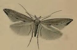 Ochromolopis staintonellus.JPG