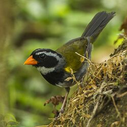 Orange-billed Sparrow - Rio Tigre - Costa Rica S4E9639 (26584988352) (cropped).jpg
