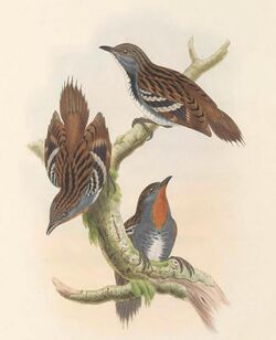 Orthonyx novaeguineae - The Birds of New Guinea (cropped).jpg