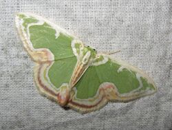 Osteosema sanguinilineata (Geometridae Geometrinae).jpg