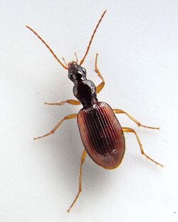 Oxypselaphus obscurus up.JPG