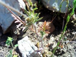 Papaver pinnatifidum TalloHojas 2009-5-17 DehesaBoyaldePuertollano.jpg