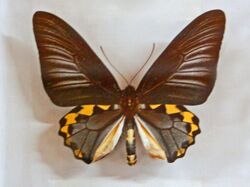Papilionidae - Troides hypolitus.JPG
