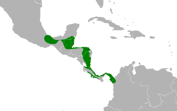 Patagioenas nigrirostris map.svg