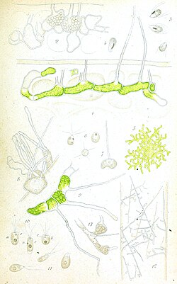 Phaeophila dendroides as Phaeophila floridearum, divaricata in Huber 1893.jpg
