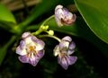 Phalaenopsis appendiculata Orchi 034.jpg