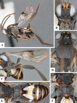 Philoplitis punctatus (10.3897-zookeys.841.33549) Figure 11.jpg