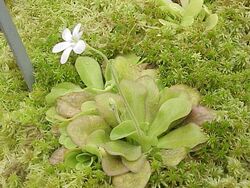 Pinguicula agnata0.jpg