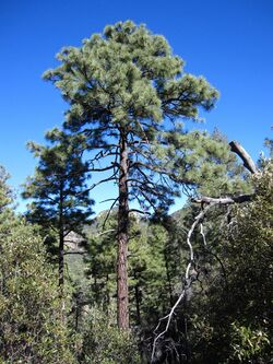 Pinus engelmannii Chiricahua.jpg