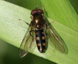 Platycheirus peltatus (male).jpg