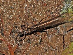 Plecoptera - Leuctridae sp..JPG