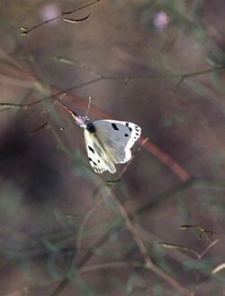 Pontia beckerii1.jpg