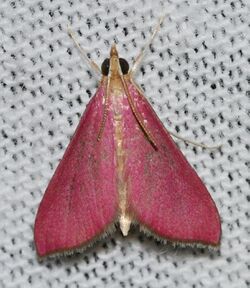 Pyrausta inornatalis - Inornate Pyrausta Moth (14919427565).jpg
