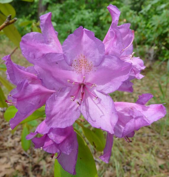 File:Rhododendron ponticum 2.jpg