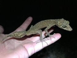 Scawfell Island Leaf-tailed Gecko.jpg