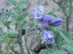 Solanum chacoense0.jpg