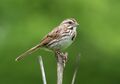 Song sparrow in Prospect Park (93031).jpg