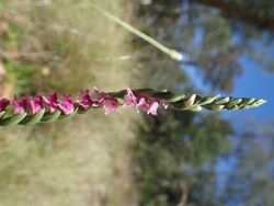 Spiranthes australis (habit).jpg