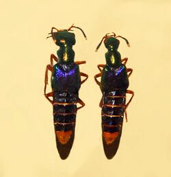 Staphylinidae - Actinus imperialis.JPG