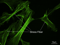 Stress fibers.png